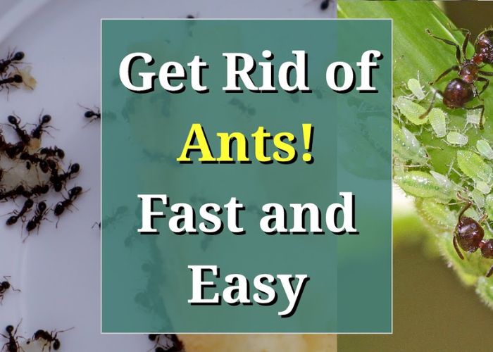 What are effective natural remedies for an ant infestation?