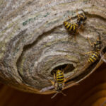How to Safely Remove Bees and Wasps from Your Property?